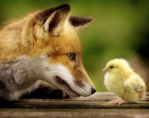 Fox and baby chicken